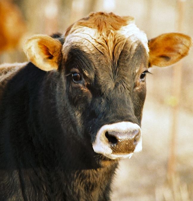 Tips on Cattle Characteristics