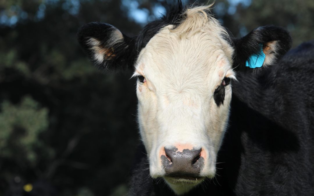 Describing Cattle, Part 1: Faces
