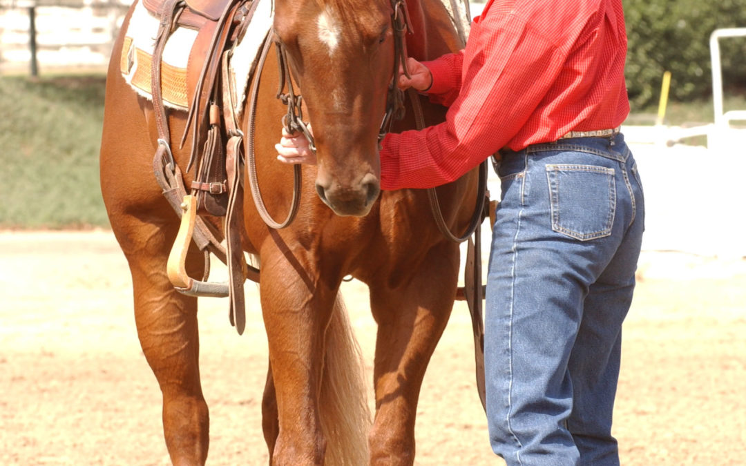 Reining Essential 4 – Backing (green horse)