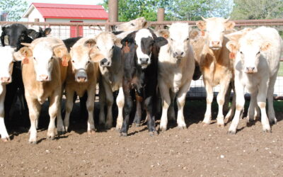 5 Tips for Making Cuts in Tough Cattle