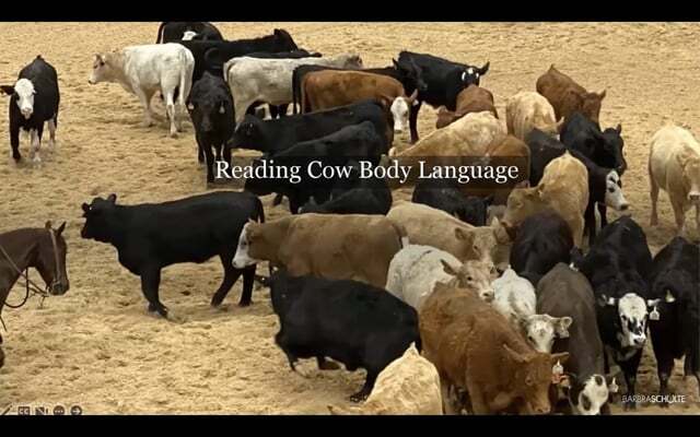 Reading Cow Body Language