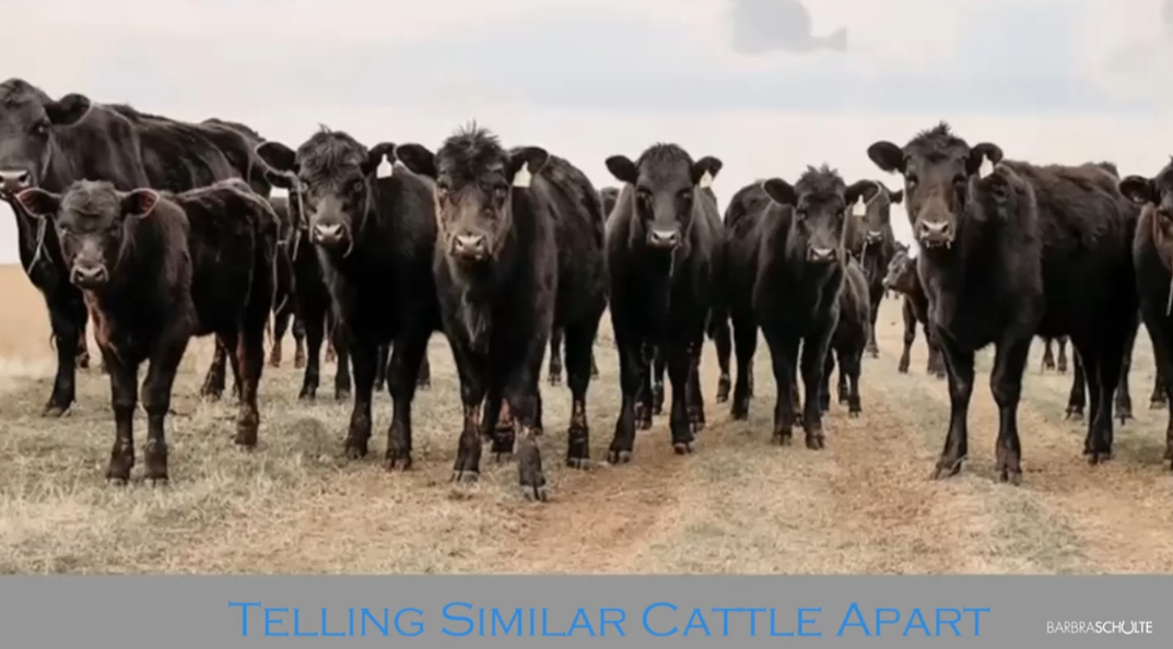 Telling Similar Cattle Apart