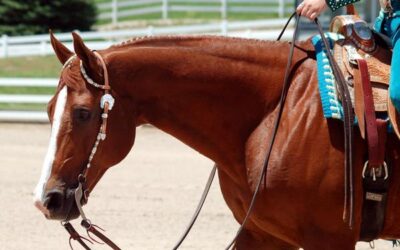 Rein Adjusting Rules Clarification for split reins NRHA and AQHA in the straight reining