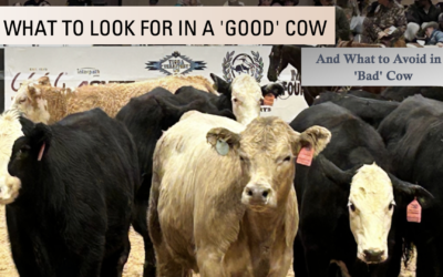 What to Look for in a ‘Good’ Cow (And What to Avoid in a ‘Bad’ Cow)