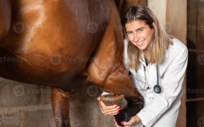 Keeping Your Horse Sound