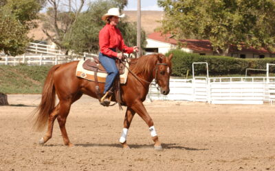 Getting and Keeping Your Horse Soft